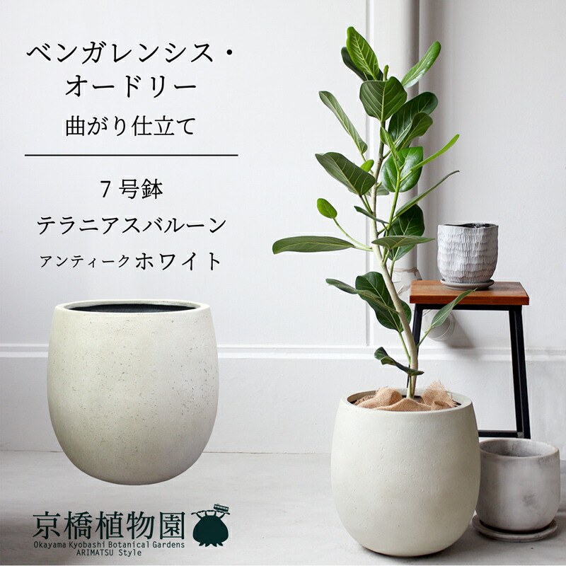 楽天市場】【マラソンクーポン有！】【鉢カバー】テラニアス バルーン