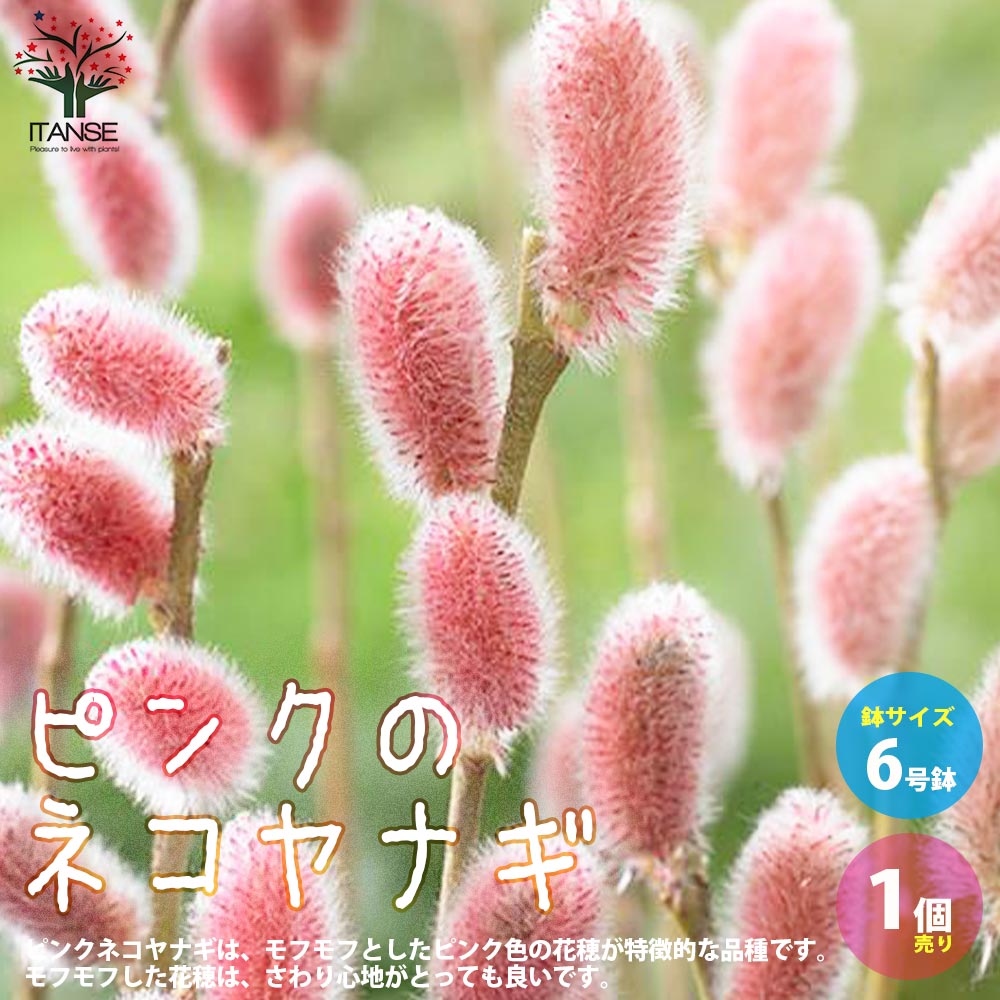 楽天市場】ネコヤナギ ピンクパールネコヤナギ 3寸ポット植え ねこ