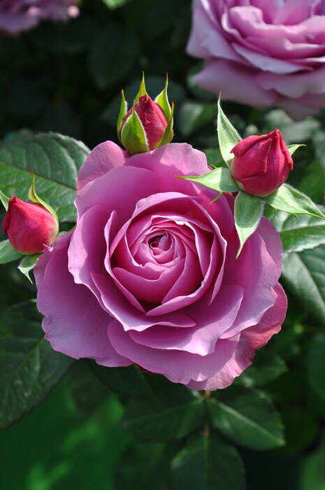 楽天市場】トロイメライ（大苗）7号鉢植え バラ苗 《農林水産省 登録