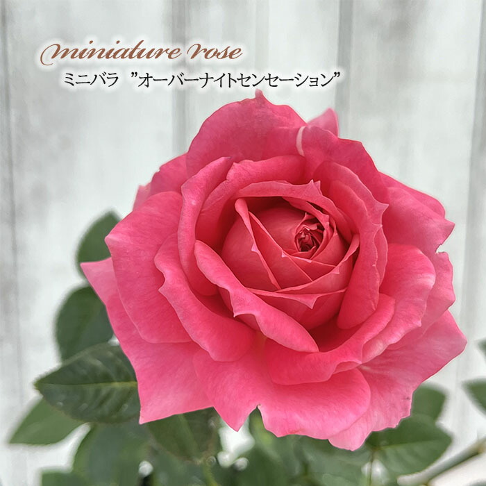 楽天市場】予約販売 ミニバラ ミサキ 3号ポット 四季咲き バラ 薔薇