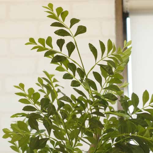 酸化チタン光触媒 アートゴールデンツリー H180 | グリーンヒーリング