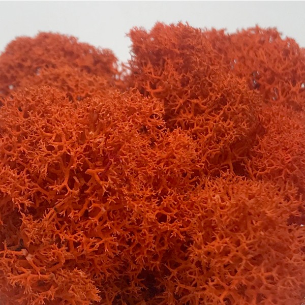 モス フィンランドモス レインディアモス 50g カラーモス ハーバリウム