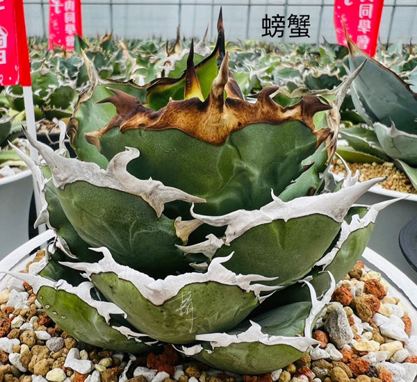 観葉植物 アガベ チタノタ クラブ（＆#34691;蟹） 5号鉢植え23-01