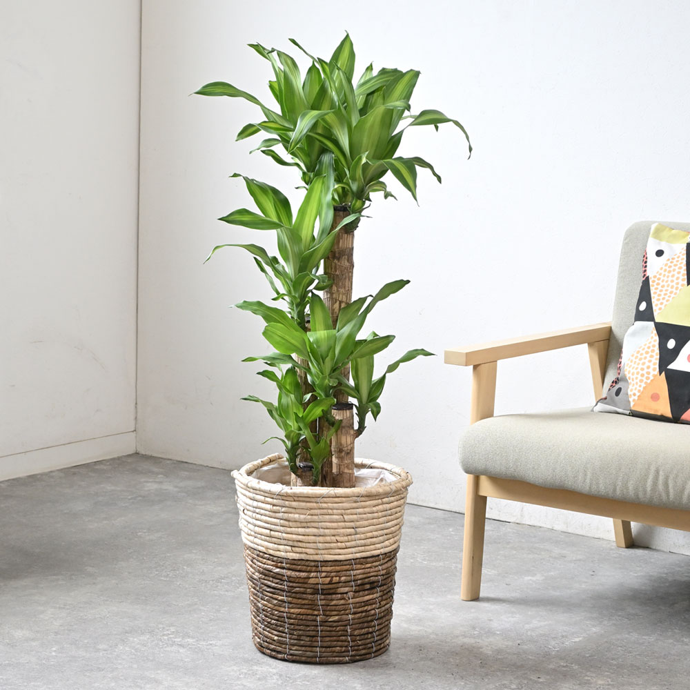 観葉植物 本物 幸福の木 ドラセナ・マッサンゲアナ 8号 選べる鉢カバー