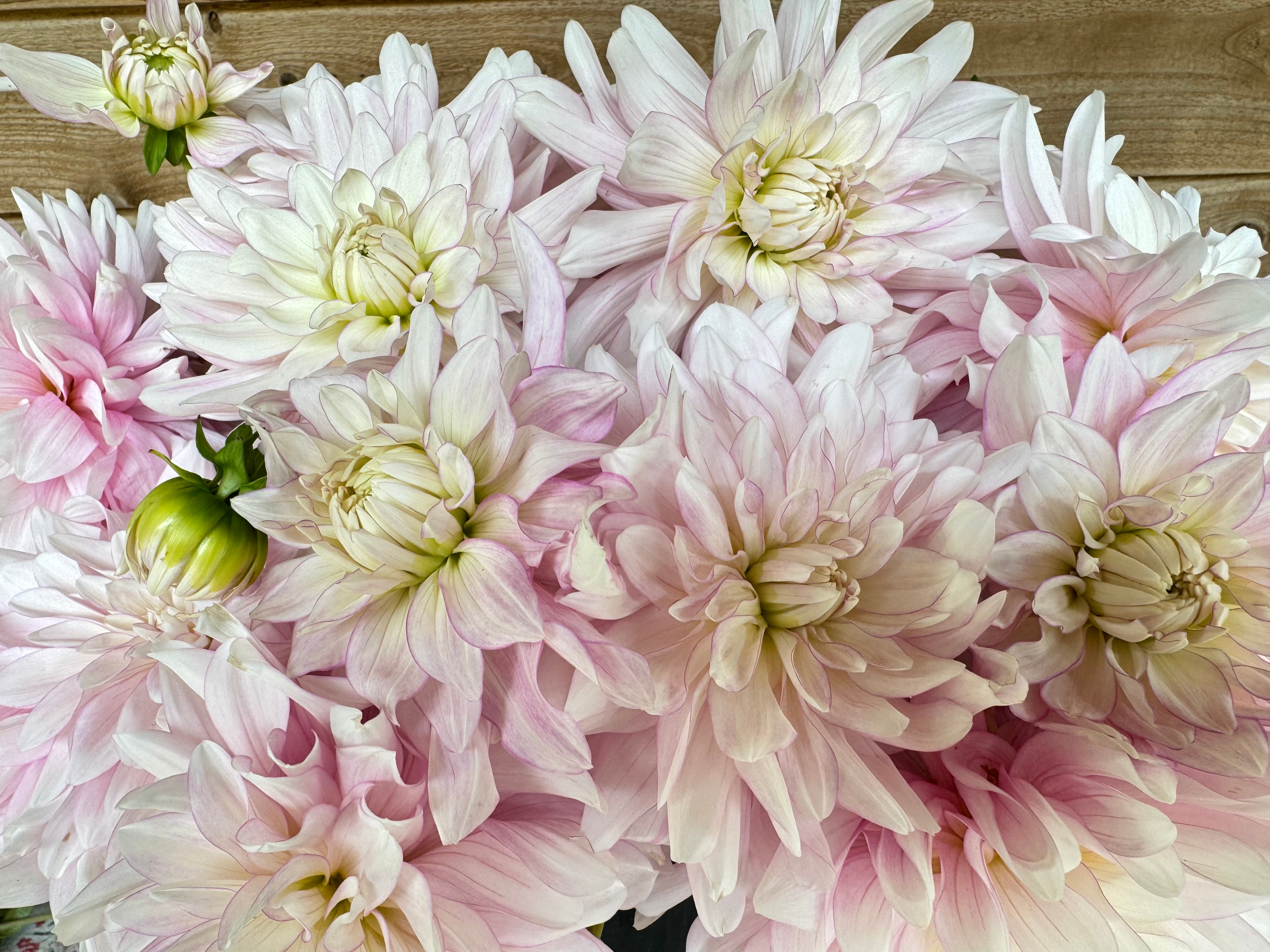 RM Digits – Sly Hill Flowers