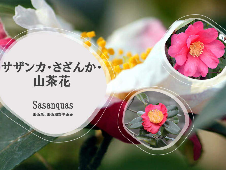 花日記 サザンカ・さざんか・山茶花一覧】 | 科技研花图画书
