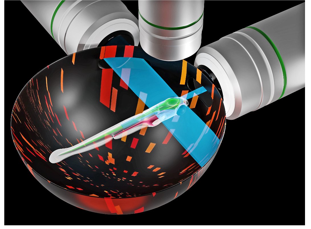 Improving brain models with ZAPBench