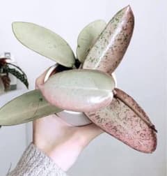 新着 斑入り レア ホヤ シルバーダラー 極上品 サクララン