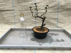 木瓜(ボケ)・放春花 安田錦 5寸(咲分け保証品)⑦ - メルカリ