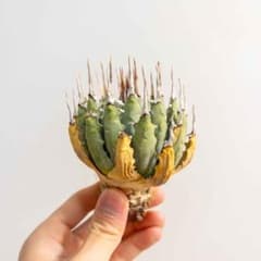 44 ユタエンシス エボリスピナ 現地株 ベアルート 陽炎 アガベ - メルカリ