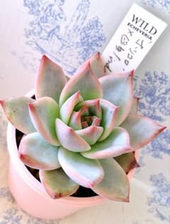 ホリコロ×臼田リンゼアナ札付きポットごとメルカリ便サボテン相談室