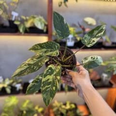 24 フィロデンドロン エメラルドクイーン 斑入り 激レア - メルカリ