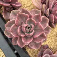 2026年最新】ミセスリチャード錦の人気アイテム - メルカリ