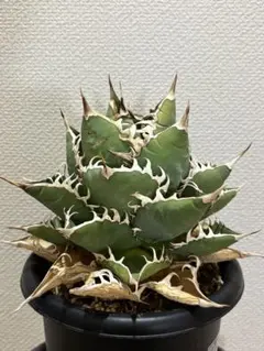 2026年最新】オアハカ 子株の人気アイテム - メルカリ