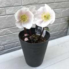 2026年最新】広瀬園芸の人気アイテム - メルカリ