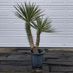 2026年最新】ユッカ アロイフォリアの人気アイテム - メルカリ