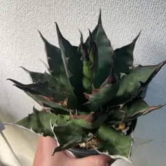 2026年最新】アガベ ハイブリッドの人気アイテム - メルカリ