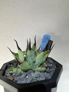 2026年最新】hidden agaveの人気アイテム - メルカリ