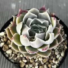 2026年最新】優木園の人気アイテム - メルカリ