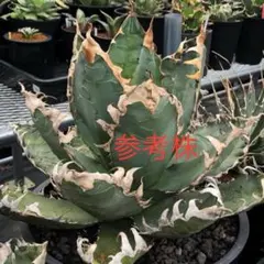 2026年最新】AGAVE godzillaの人気アイテム - メルカリ