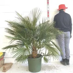 2026年最新】チャメロプスの人気アイテム - メルカリ