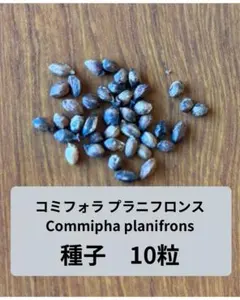 2026年最新】コミフォラの人気アイテム - メルカリ