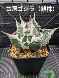 2026年最新】AGAVE godzillaの人気アイテム - メルカリ