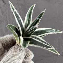 2026年最新】アガベ氷山の人気アイテム - メルカリ