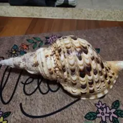 2026年最新】沖縄の法螺貝 ほら貝の人気アイテム - メルカリ