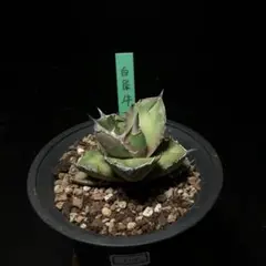 2026年最新】アカベ白犀牛の人気アイテム - メルカリ