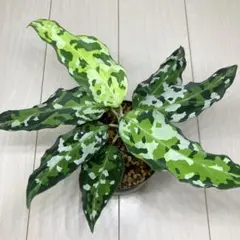 2026年最新】アグラオネマ・ピクタムの人気アイテム - メルカリ