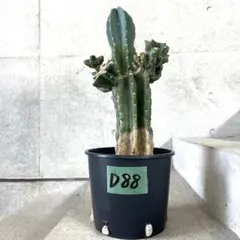 2026年最新】柱サボテン 棘なしの人気アイテム - メルカリ