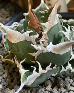 2026年最新】AGAVE godzillaの人気アイテム - メルカリ