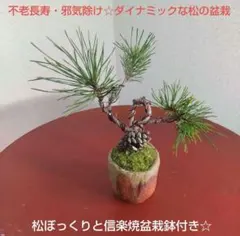 2026年最新】赤松 盆栽の人気アイテム - メルカリ