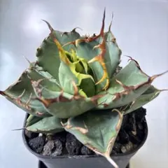 2026年最新】イラン株 アガベの人気アイテム - メルカリ