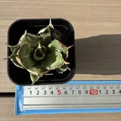 2026年最新】アガベ イランの人気アイテム - メルカリ