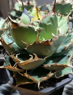 2026年最新】イラン株 アガベの人気アイテム - メルカリ