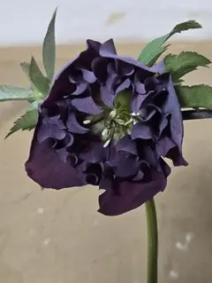 2026年最新】クリスマスローズ原種交配の人気アイテム - メルカリ