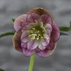 2026年最新】プリマベーラ クリスマスローズの人気アイテム - メルカリ