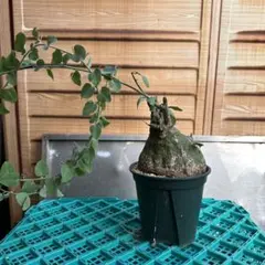 2026年最新】アデニア スピノーサの人気アイテム - メルカリ