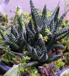 2026年最新】ハオルチア十二の巻の人気アイテム - メルカリ