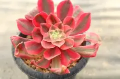 2026年最新】アエオニウムの人気アイテム - メルカリ