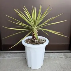 2026年最新】ユッカ アロイフォリアの人気アイテム - メルカリ