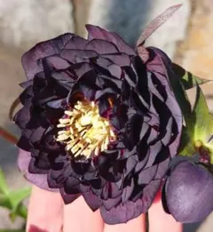 2026年最新】広瀬園芸の人気アイテム - メルカリ