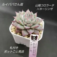 2026年最新】ルイパパの人気アイテム - メルカリ