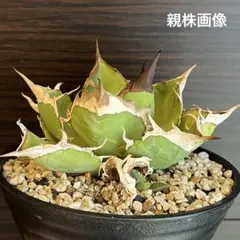 2026年最新】アガベ オアハカ 現地の人気アイテム - メルカリ