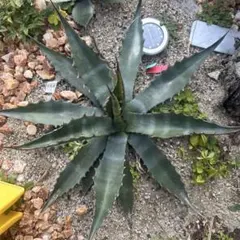 2026年最新】ジェントリージョーズの人気アイテム - メルカリ