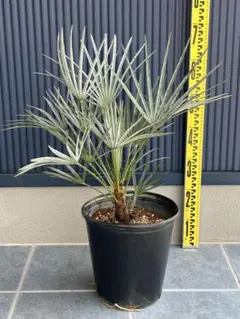 2026年最新】チャメロプス フミリス セリフェラの人気アイテム - メルカリ