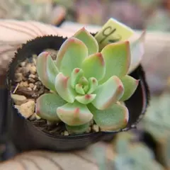 2026年最新】ミックスベリア 円の人気アイテム - メルカリ