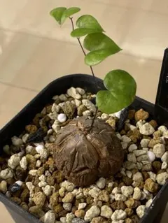 2026年最新】アフリカ亀甲竜の人気アイテム - メルカリ